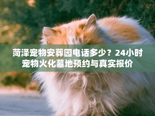 菏泽宠物安葬园电话多少?24小时宠物火化墓地预约与真实报价 菏泽宠物安葬园电话多少?24小时宠物火化墓地预约与真实报价