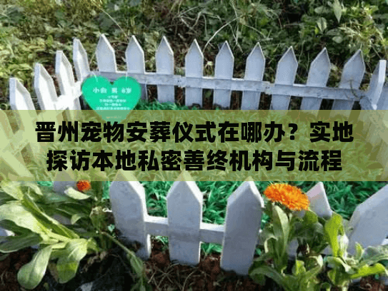 晋州宠物安葬仪式在哪办？实地探访本地私密善终机构与流程