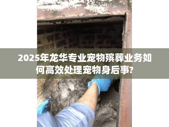 2025年龙华专业宠物殡葬业务如何高效处理宠物身后事?