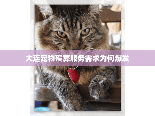 大连宠物殡葬服务需求为何爆发