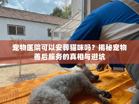 宠物医院可以安葬猫咪吗？揭秘宠物善后服务的真相与避坑