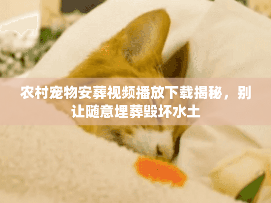 农村宠物安葬视频播放下载揭秘，别让随意埋葬毁坏水土