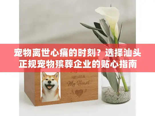 宠物离世心痛的时刻？选择汕头正规宠物殡葬企业的贴心指南