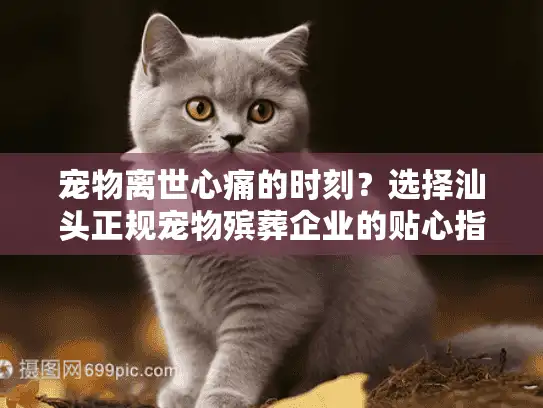 宠物离世心痛的时刻？选择汕头正规宠物殡葬企业的贴心指南