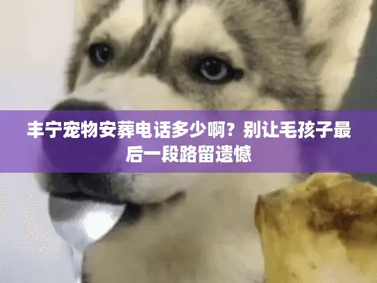 丰宁宠物安葬电话多少啊?别让毛孩子最后一段路留遗憾 丰宁宠物安葬电话多少啊?别让毛孩子最后一段路留遗憾