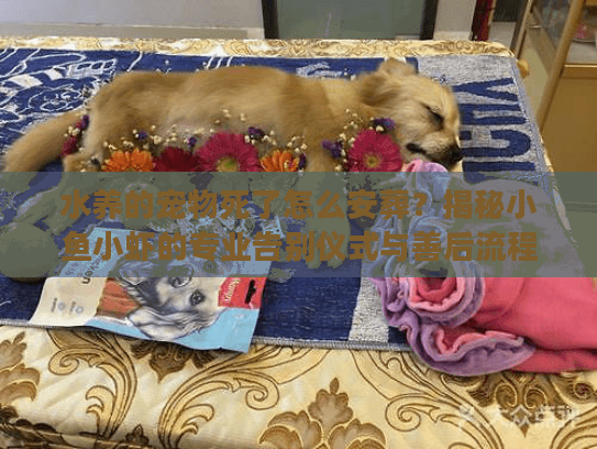 水养的宠物死了怎么安葬？揭秘小鱼小虾的专业告别仪式与善后流程