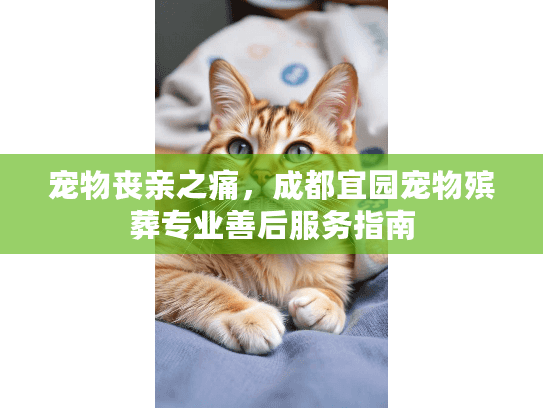 宠物丧亲之痛,成都宜园宠物殡葬专业善后服务指南 宠物丧亲之痛,成都宜园宠物殡葬专业善后服务指南