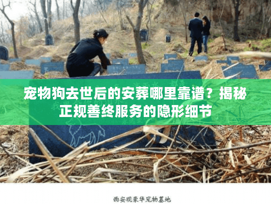宠物狗去世后的安葬哪里靠谱?揭秘正规善终服务的隐形细节 宠物狗去世后的安葬哪里靠谱?揭秘正规善终服务的隐形细节