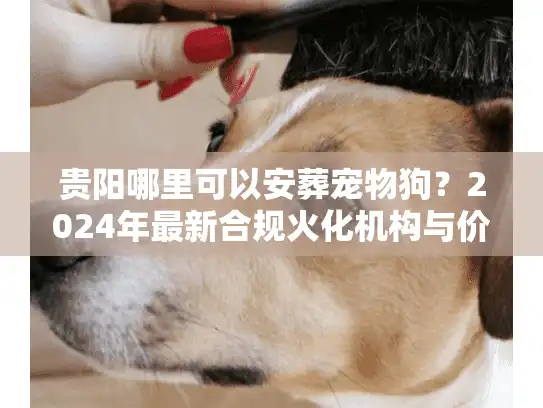 贵阳哪里可以安葬宠物狗？2024年最新合规火化机构与价格内幕