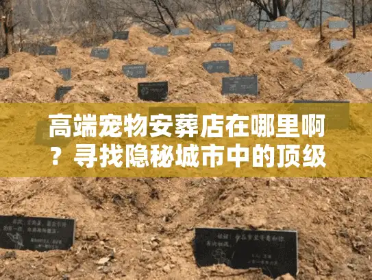 高端宠物安葬店在哪里啊？寻找隐秘城市中的顶级告别圣地