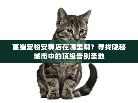 高端宠物安葬店在哪里啊？寻找隐秘城市中的顶级告别圣地