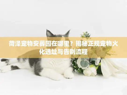 菏泽宠物安葬园在哪里？揭秘正规宠物火化选址与告别流程
