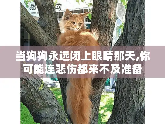 当狗狗永远闭上眼睛那天,你可能连悲伤都来不及准备 当狗狗永远闭上眼睛那天,你可能连悲伤都来不及准备