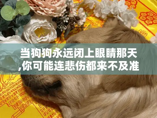 当狗狗永远闭上眼睛那天,你可能连悲伤都来不及准备 当狗狗永远闭上眼睛那天,你可能连悲伤都来不及准备