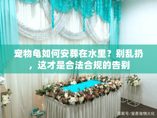 宠物龟如何安葬在水里?别乱扔,这才是合法合规的告别 宠物龟如何安葬在水里?别乱扔,这才是合法合规的告别
