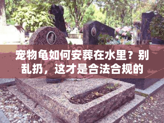 宠物龟如何安葬在水里?别乱扔,这才是合法合规的告别 宠物龟如何安葬在水里?别乱扔,这才是合法合规的告别