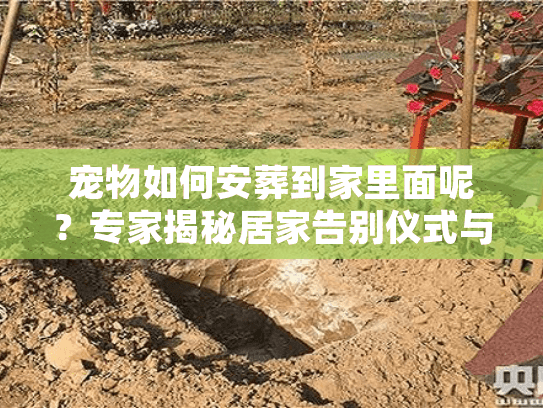 宠物如何安葬到家里面呢？专家揭秘居家告别仪式与合规流程