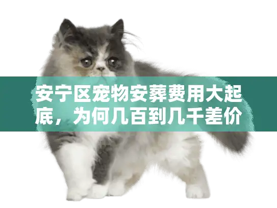 安宁区宠物安葬费用大起底，为何几百到几千差价这么大？