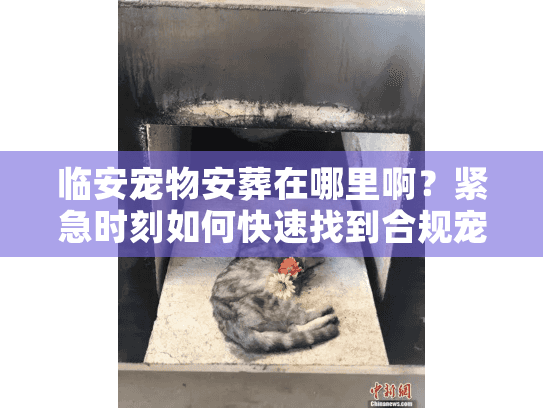 临安宠物安葬在哪里啊？紧急时刻如何快速找到合规宠物殡葬点