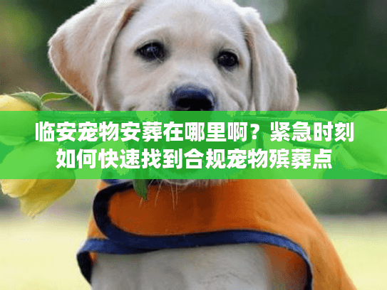 临安宠物安葬在哪里啊？紧急时刻如何快速找到合规宠物殡葬点