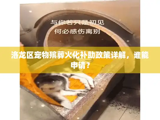 洛龙区宠物殡葬火化补助政策详解，谁能申请？
