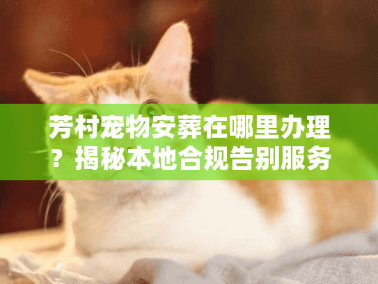 芳村宠物安葬在哪里办理？揭秘本地合规告别服务与收费标准