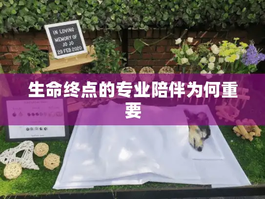生命终点的专业陪伴为何重要