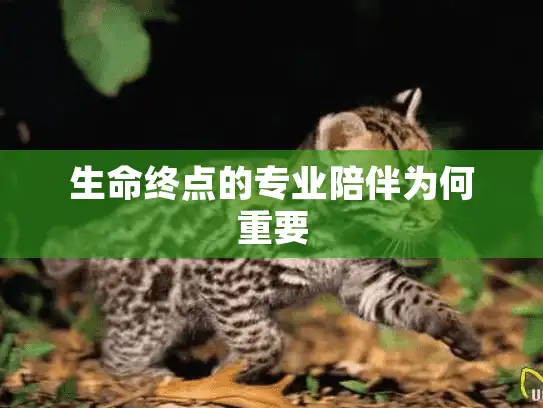 生命终点的专业陪伴为何重要