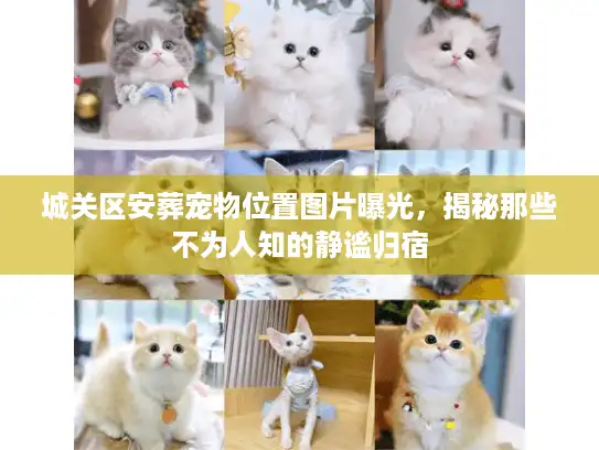 城关区安葬宠物位置图片曝光,揭秘那些不为人知的静谧归宿 城关区安葬宠物位置图片曝光,揭秘那些不为人知的静谧归宿