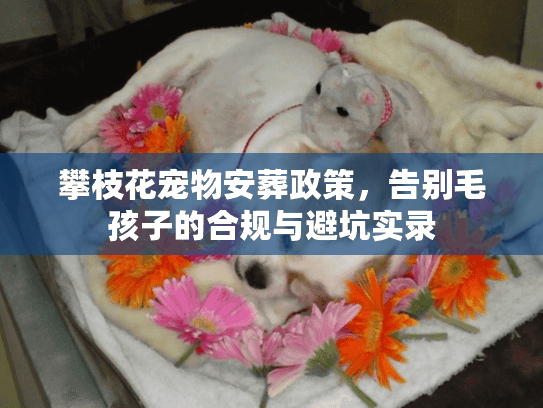 攀枝花宠物安葬政策，告别毛孩子的合规与避坑实录