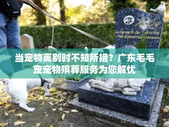 当宠物离别时不知所措？广东毛毛宠宠物殡葬服务为您解忧