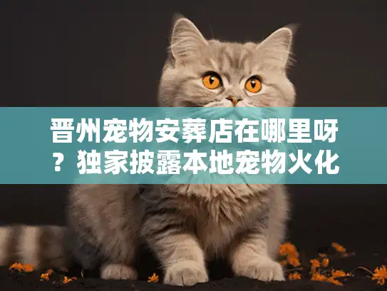 晋州宠物安葬店在哪里呀?独家披露本地宠物火化实况与收费标准 晋州宠物安葬店在哪里呀?独家披露本地宠物火化实况与收费标准