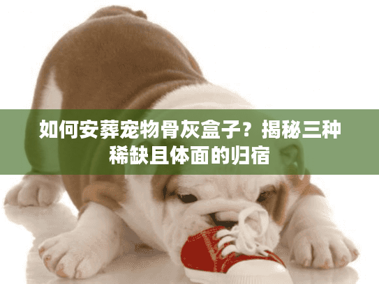 如何安葬宠物骨灰盒子？揭秘三种稀缺且体面的归宿