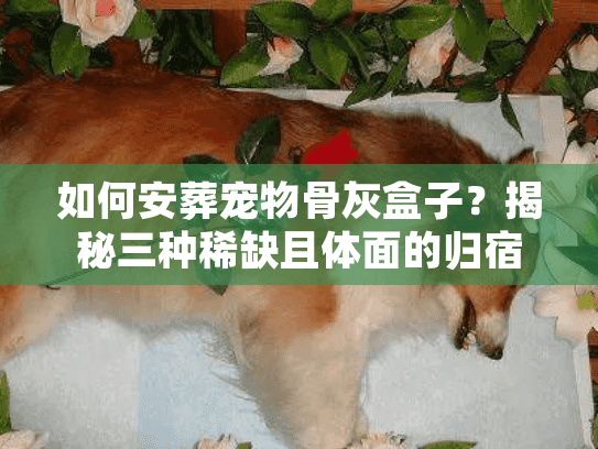 如何安葬宠物骨灰盒子？揭秘三种稀缺且体面的归宿