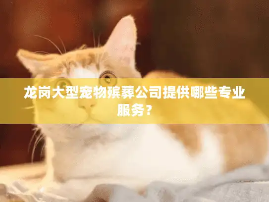 龙岗大型宠物殡葬公司提供哪些专业服务？