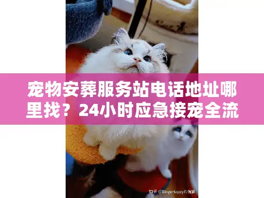宠物安葬服务站电话地址哪里找？24小时应急接宠全流程揭秘