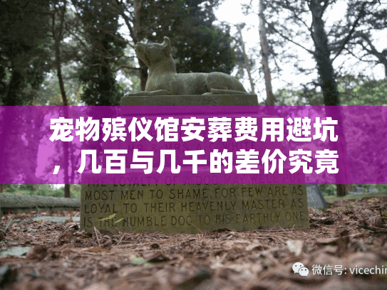 宠物殡仪馆安葬费用避坑，几百与几千的差价究竟在哪？