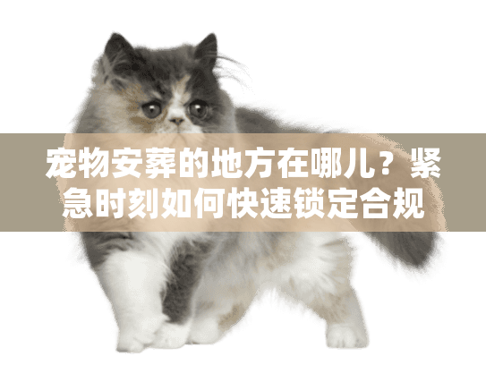 宠物安葬的地方在哪儿?紧急时刻如何快速锁定合规宠物殡葬点 宠物安葬的地方在哪儿?紧急时刻如何快速锁定合规宠物殡葬点