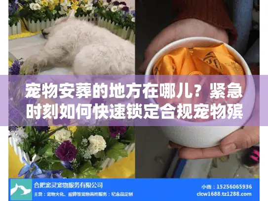 宠物安葬的地方在哪儿?紧急时刻如何快速锁定合规宠物殡葬点 宠物安葬的地方在哪儿?紧急时刻如何快速锁定合规宠物殡葬点