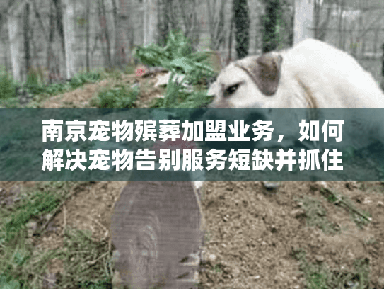 南京宠物殡葬加盟业务，如何解决宠物告别服务短缺并抓住商机？
