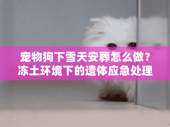 宠物狗下雪天安葬怎么做?冻土环境下的遗体应急处理 宠物狗下雪天安葬怎么做?冻土环境下的遗体应急处理