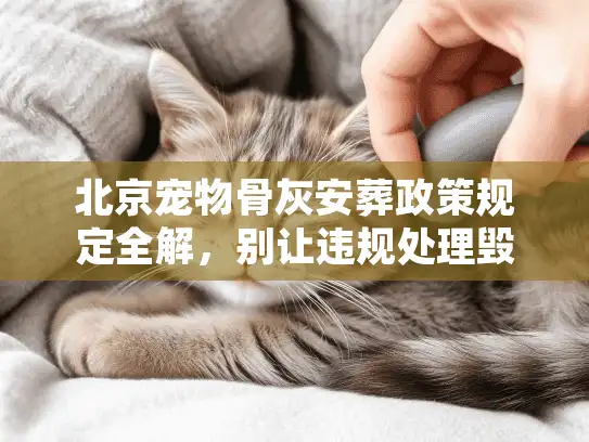 北京宠物骨灰安葬政策规定全解，别让违规处理毁了最后送别