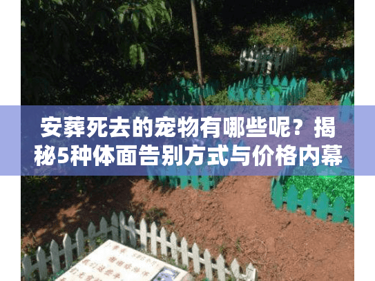 安葬死去的宠物有哪些呢？揭秘5种体面告别方式与价格内幕