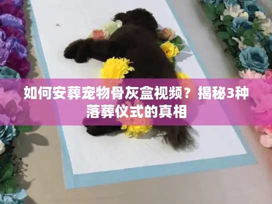 如何安葬宠物骨灰盒视频？揭秘3种落葬仪式的真相