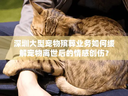 深圳大型宠物殡葬业务如何缓解宠物离世后的情感创伤？