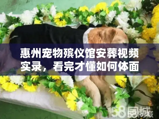 惠州宠物殡仪馆安葬视频实录，看完才懂如何体面送别爱宠