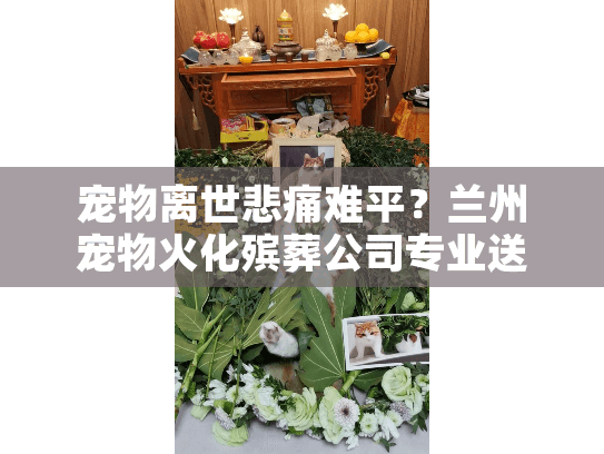 宠物离世悲痛难平?兰州宠物火化殡葬公司专业送别服务解析 宠物离世悲痛难平?兰州宠物火化殡葬公司专业送别服务解析