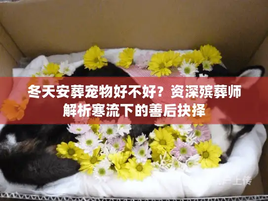 冬天安葬宠物好不好?资深殡葬师解析寒流下的善后抉择 冬天安葬宠物好不好?资深殡葬师解析寒流下的善后抉择