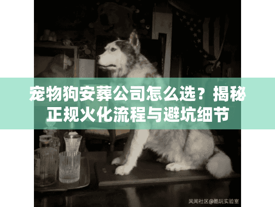 宠物狗安葬公司怎么选？揭秘正规火化流程与避坑细节