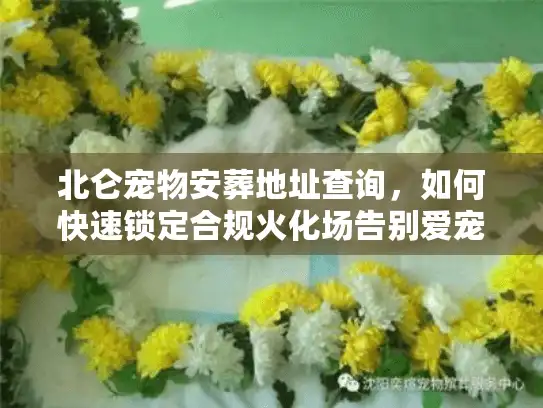 北仑宠物安葬地址查询，如何快速锁定合规火化场告别爱宠？